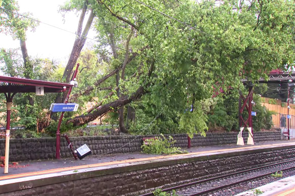 A tree fallen at Middle Brighton Station during storms on Wednesday.