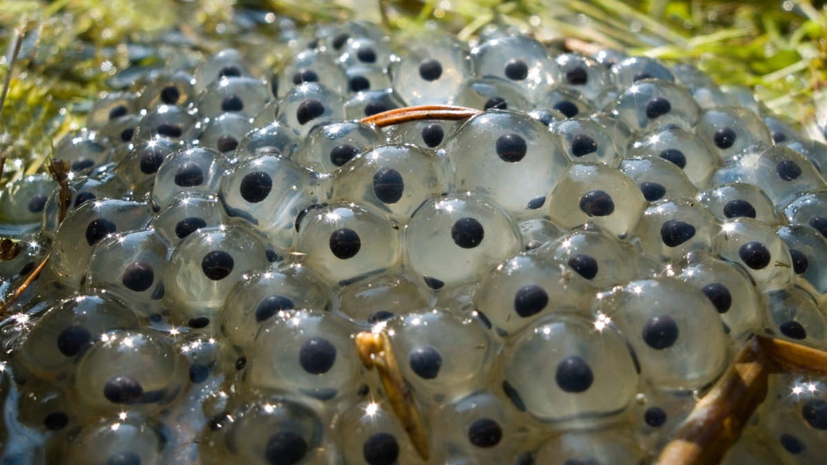 Frog spawn
