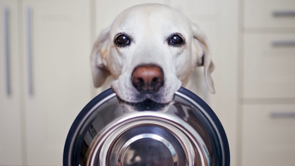The Best Gourmet Dog Treats We’d Totally Taste Test Ourselves