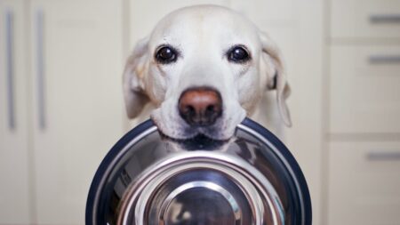 The Best Gourmet Dog Treats We’d Totally Taste Test Ourselves