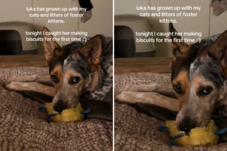 Owner Shares Hilarious Sign Dog Was Raised Around Cats: ‘Is This Normal?’