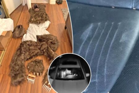 Schemer dons bear costume to stage attacks on luxury cars to fool insurance companies into $141K payouts
