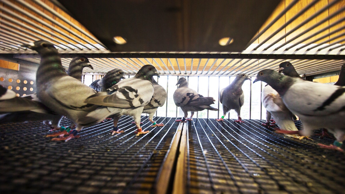 Pigeons in Boston