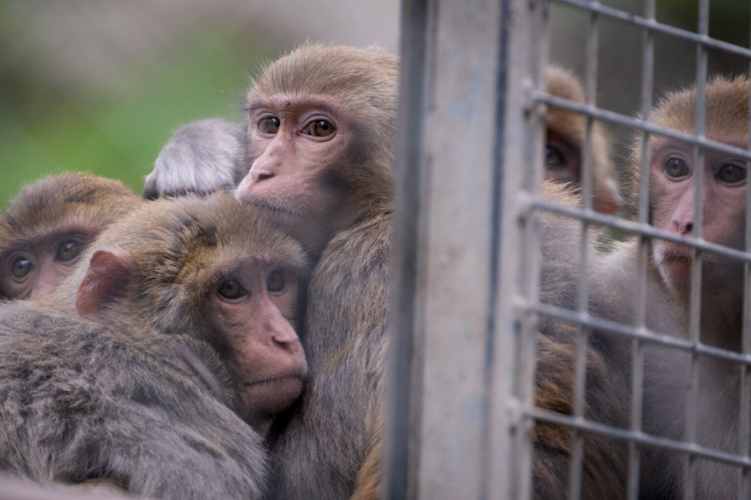 South Carolina Lab Escape: 24 Monkeys Recovered Unharmed