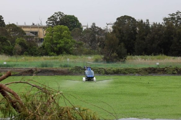 A helicopter sprays a pond to fight a mosquito infestation in Liverpool in November.