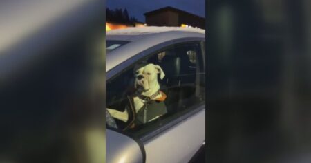 Car-honking dog in B.C. parking lot appears unamused to be left behind