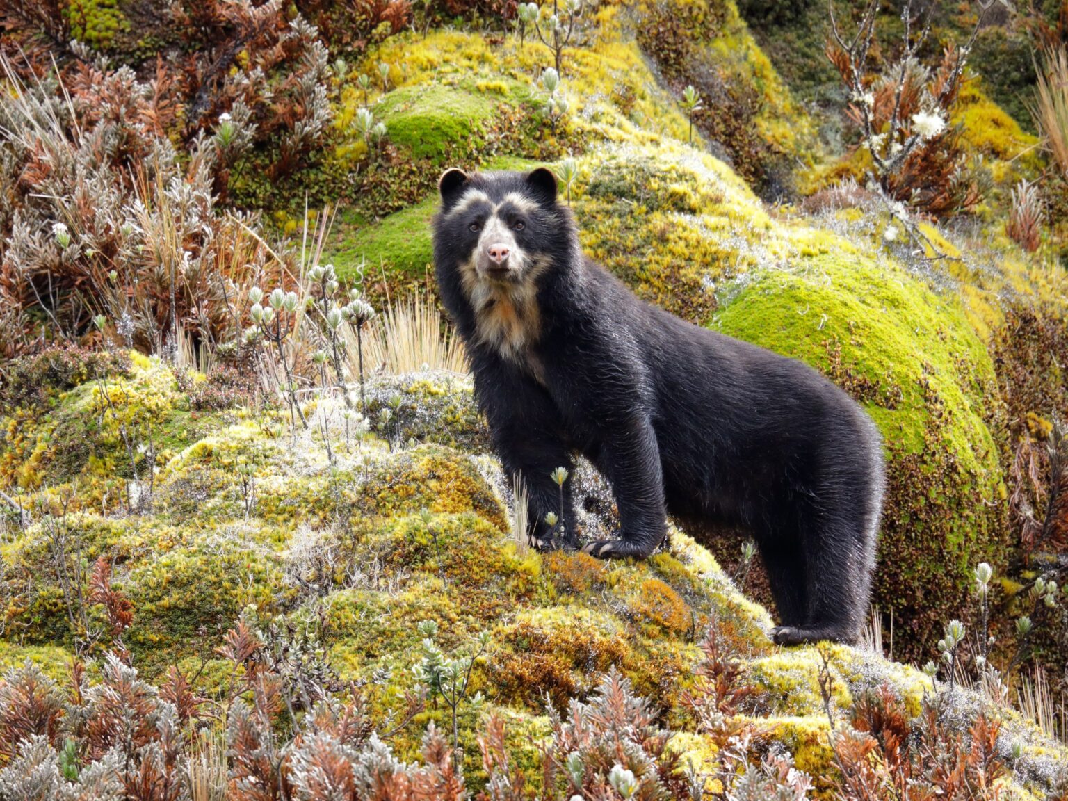 The Colombian coffee growers protecting the spectacled bear