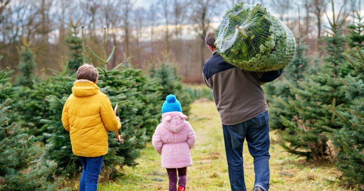 Why surging demand for Christmas trees is facing a flurry of problems