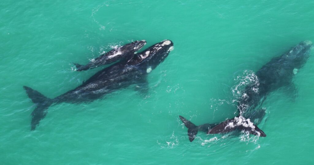 How whale ‘scientists’ are uncovering the secrets of climate change