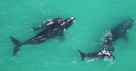 How whale ‘scientists’ are uncovering the secrets of climate change