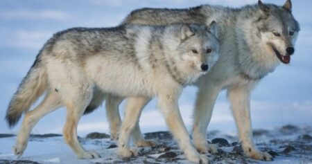 Conservationists eager to see plan to save rare eastern wolf found in Quebec, Ontario