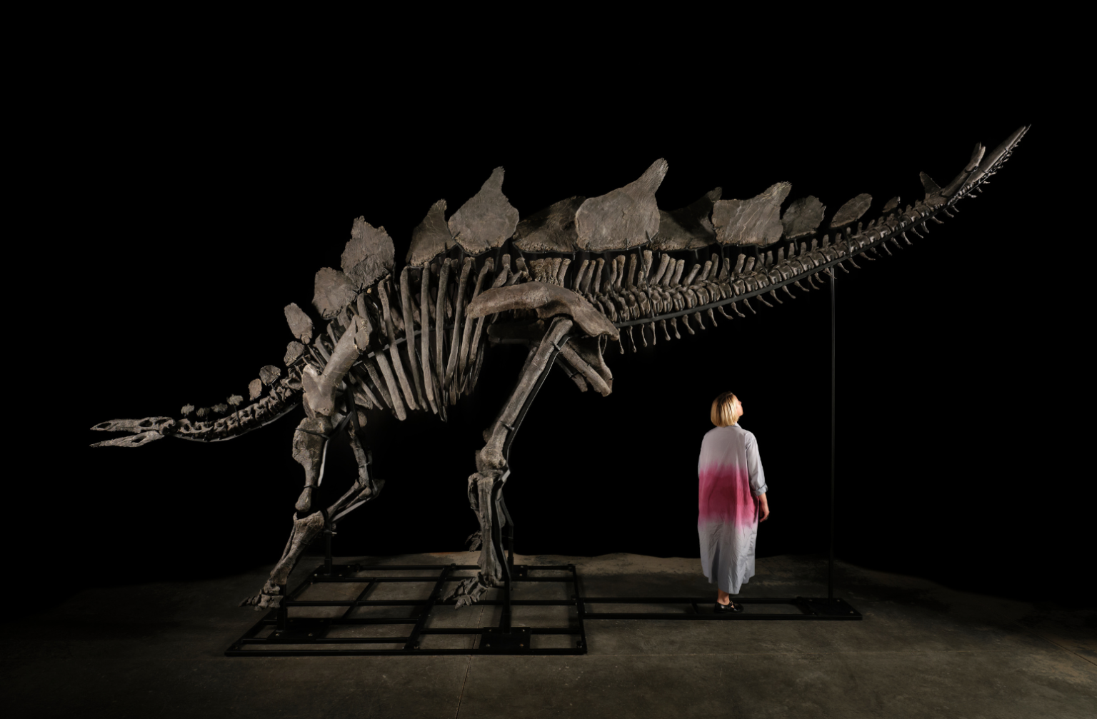 The Most Expensive Dinosaurs Ever Sold, as $45M Stegosaurus Shown in NY