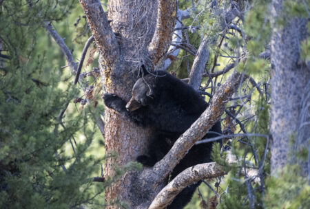 Virginia Hunter Dies After Bear Shot in Tree Falls on Him