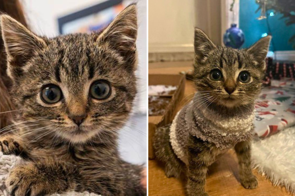 Family Go To Pick Out Christmas Tree, Then Hear a Helpless ‘Meow’ Inside