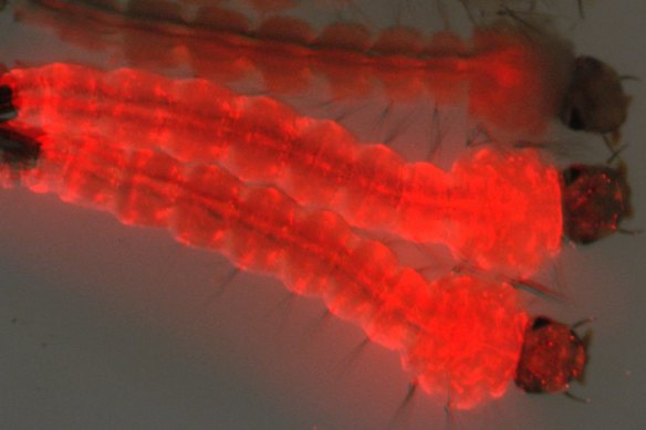 Oxitec mosquitoes and larvae glow red under a special light.