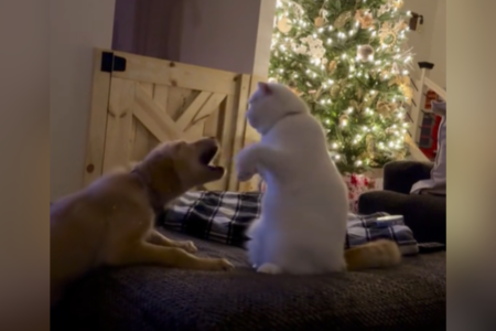 Internet in Stitches at How Cat Is ‘Adjusting’ to New Puppy Sister