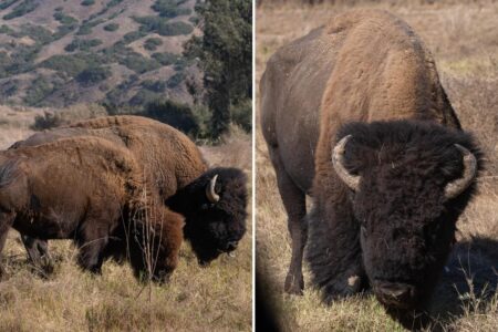 Bye bye, bison: ‘Invasive’ species dying off rapidly on Catalina Island