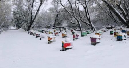 Tough year ahead for beekeepers, says Manitoba apiarist