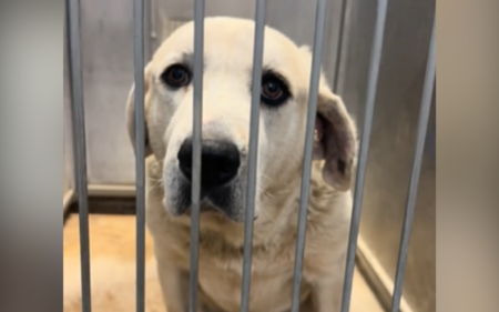 Tears for Shelter Dog Who ‘Keeps Getting Overlooked’ Because He’s Deaf
