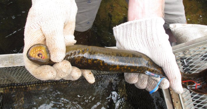 A parasitic invasive species threatens Great Lakes fish populations, $7B industry