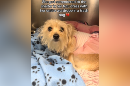 Heartbreaking Reason Tiny Dog Left at Shelter With ‘Wardrobe’ of Outfits