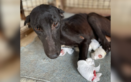 Dog Found With All 4 Paws and Ears Cut Off Transformed ‘Against All Odds’