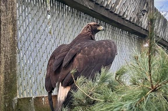 Nova Scotia wildlife centre waiting on good weather to release wandering golden eagle
