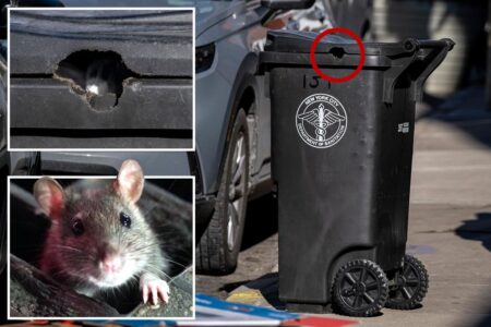 Rodents apparently gnaw through dense ‘rat-proof’ trash bins mandated by NYC