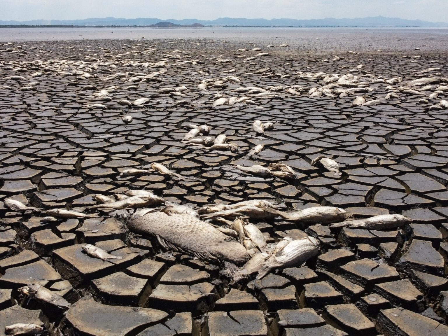‘An incredible trajectory’: Earth crossed 1.5C warming threshold in 2024