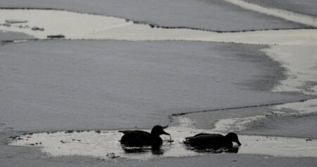 Man dead after falling through thin ice near Toronto Island, warning issued