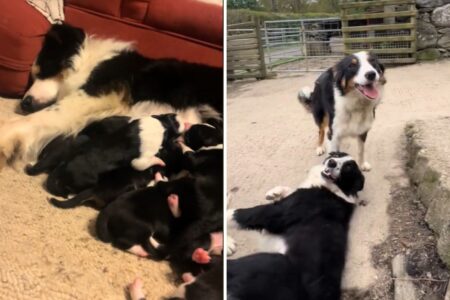 Tears as Owner Decides to Keep Dog’s Puppies to Live ‘Forever’ With Mom