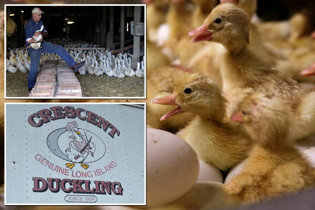 LI’s last duck farm forced to shutter and euthanize 99k birds due to bird flu on North fork