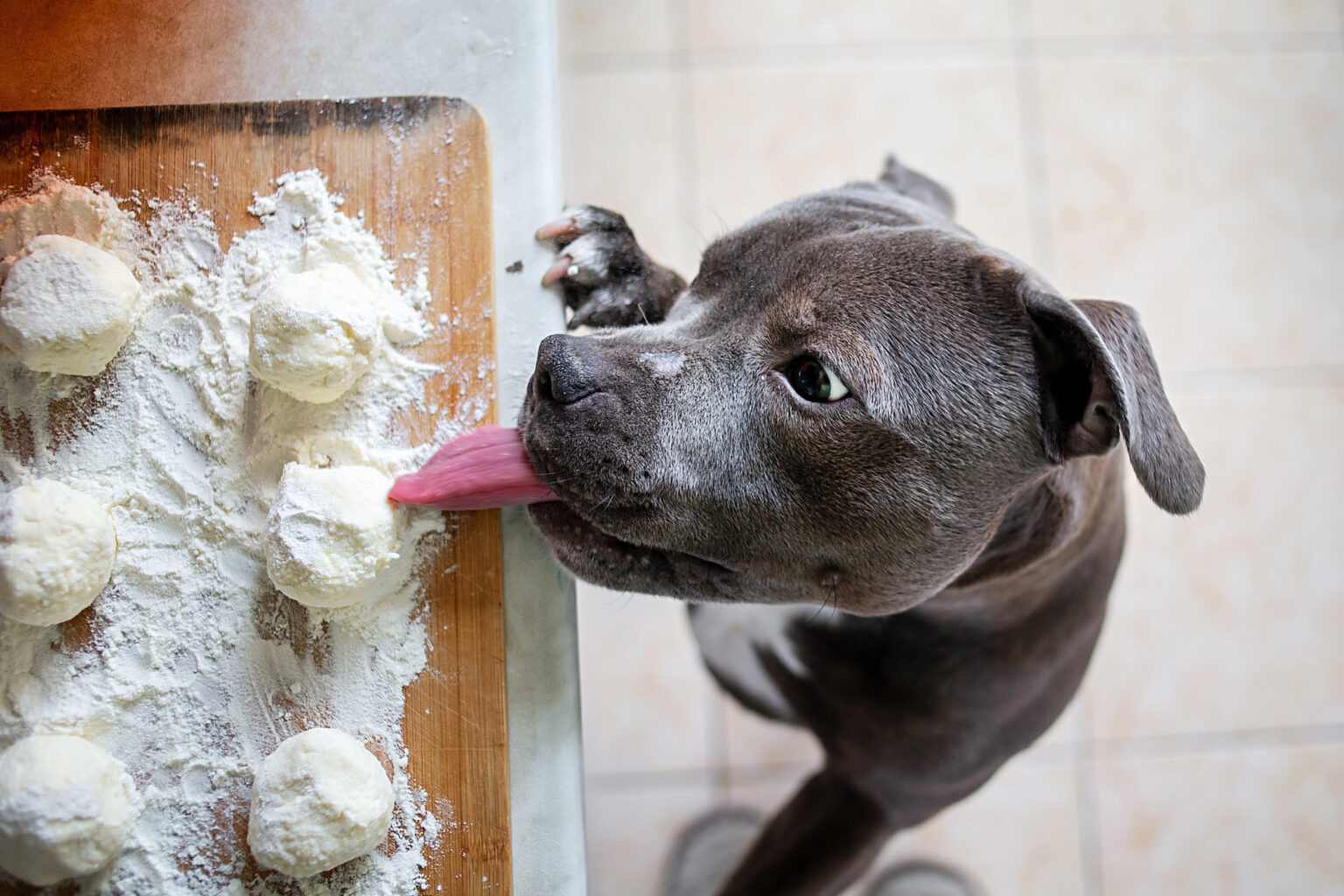 Hysterics As Dog Caught Red-Handed With Unattended Cake