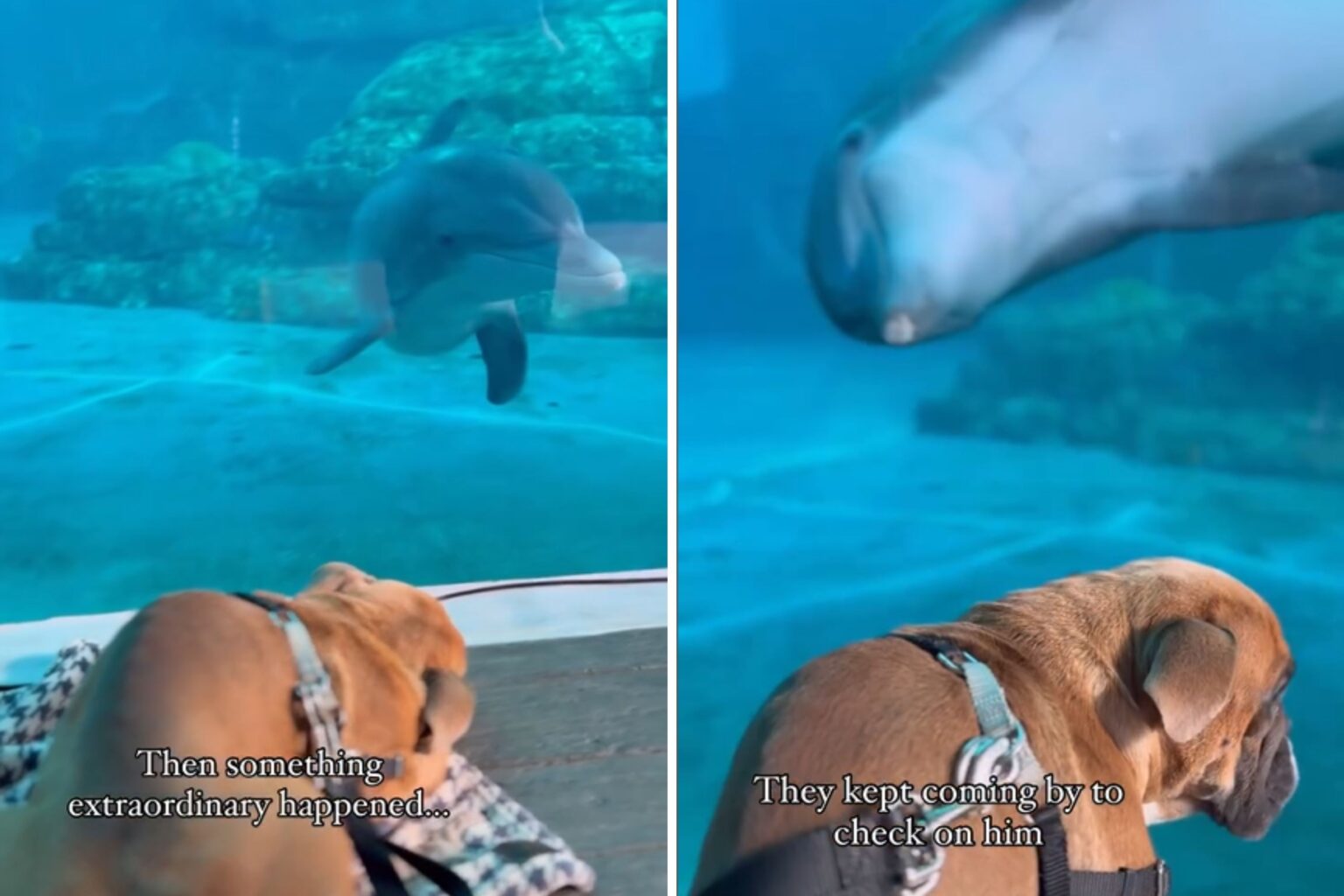 Special Needs Dog at Aquarium Loses Balance—Dolphins Act Immediately