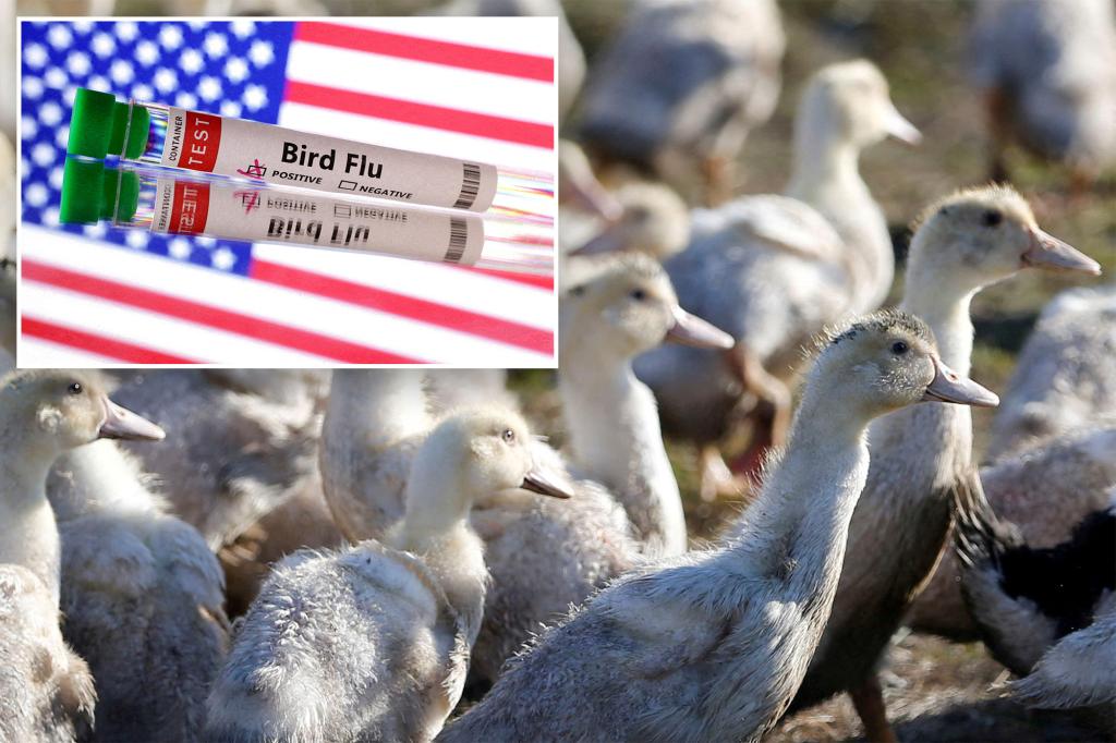First outbreak of rare bird flu strain detected at Calif. duck farm