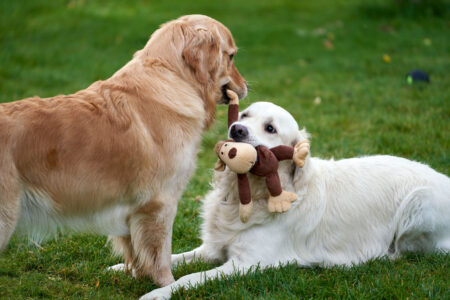 Golden Retriever Puppy Tries to Steal Sister’s Toy, Backfires