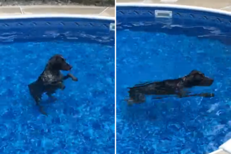 Dog Who Always Loved Swimming With the Family Wins Pet of the Week