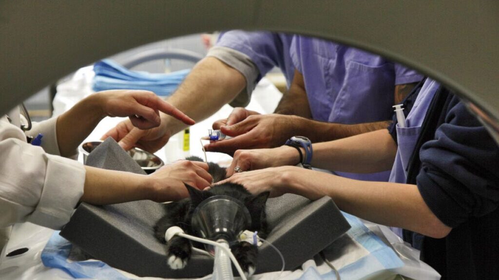 Italian doctor faces probe after giving his injured cat a CAT scan