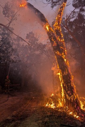 A tree burns during the Yarram Gap Road fire in the Grampians in late December.