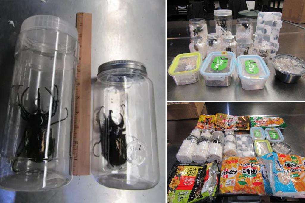 Dozens of live beetles disguised as snacks seized at LAX