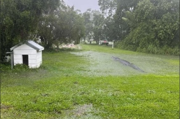 A crocodile reportedly seen in north Queensland floodwaters on January 31.