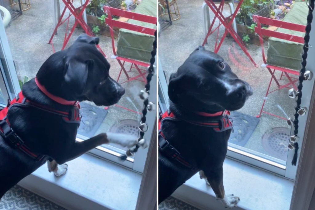 Dog With Own Bell To Let Owner Know It’s Outdoor Time Wins Pet of the Week
