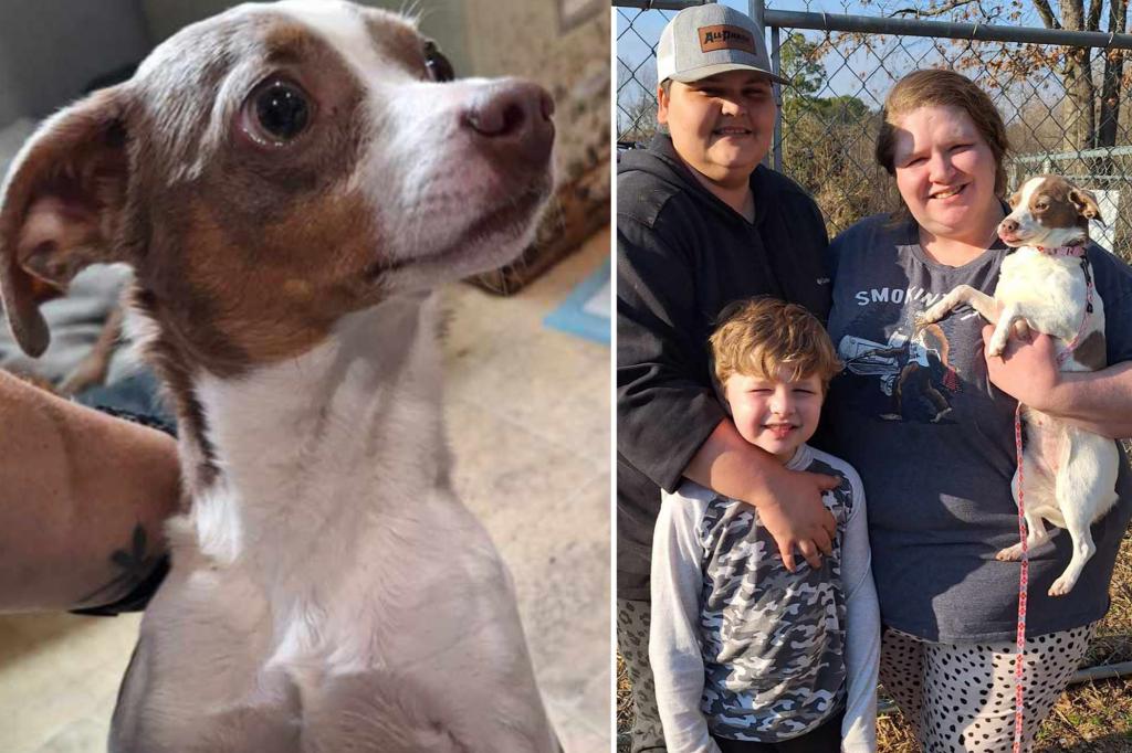 Missing dog dropped off at Alabama shelter where her owner works: ‘It was surely fate’