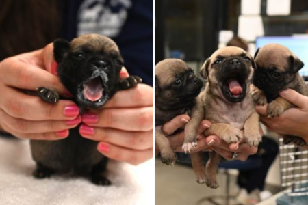 Litter of 8 ‘Tiny’ Pug Puppies Found in a Bag in Dumpster Behind Taco Bell