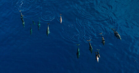 Why These Islanders Hunt Dolphins