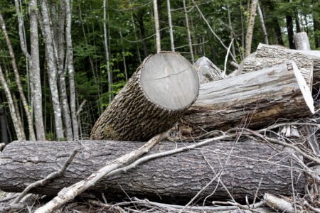 Donald Trump’s Executive Order to Cut Down Millions of Trees: What to Know