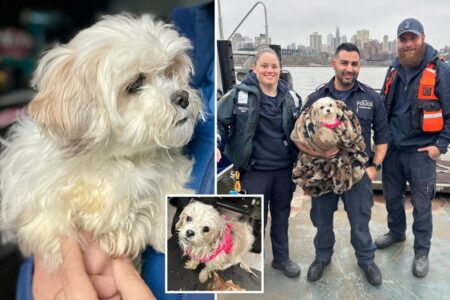 NYPD Harbor heroes recall saving pup from frigid East River waters with moments to spare: ‘It seemed relived’