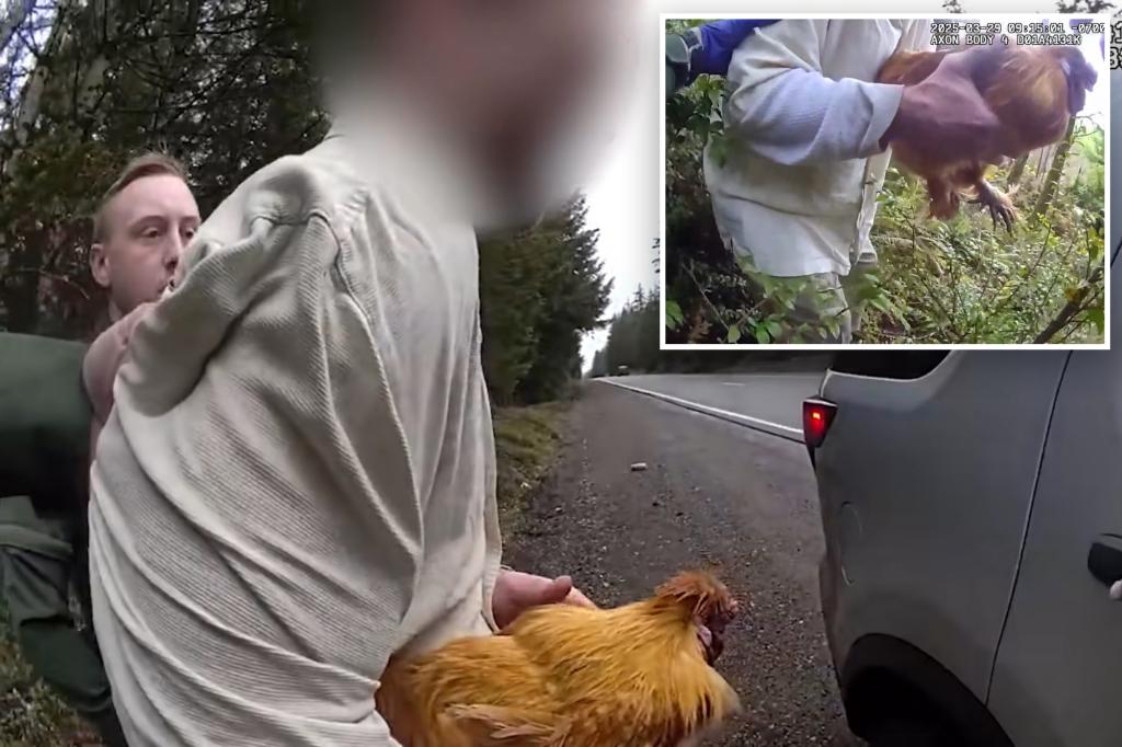 Washington police chase man who stole ex-girlfriend’s chicken: ‘I’ve got Polly’