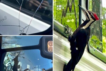 Massachusetts town under siege by feathered ‘vandal’ who’s damaged 25 cars in mating season pecking spree