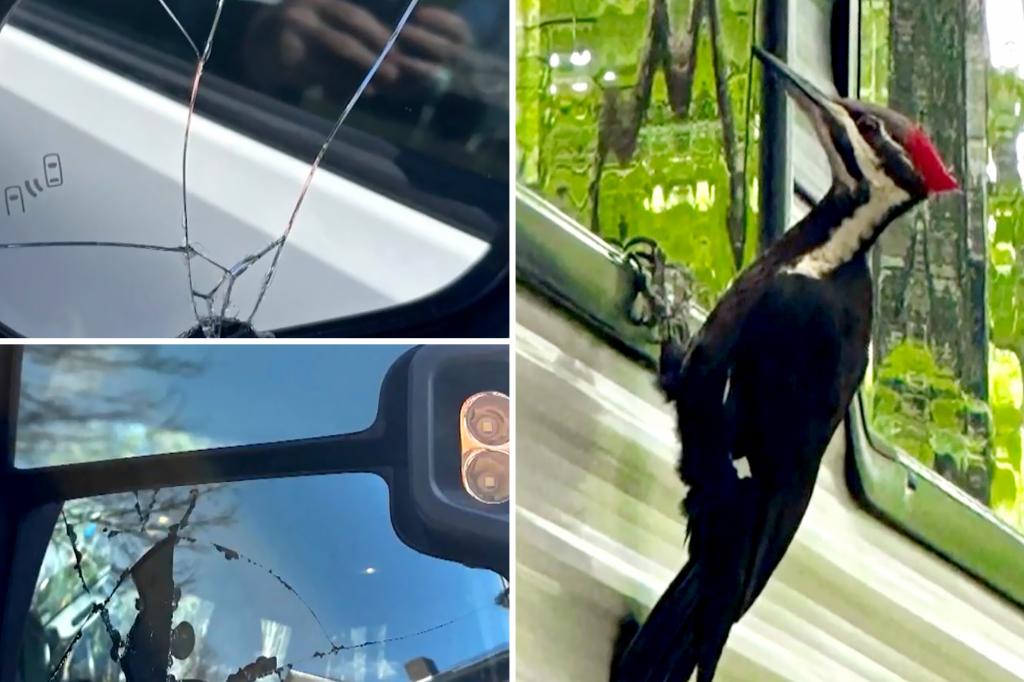 Massachusetts town under siege by feathered ‘vandal’ who’s damaged 25 cars in mating season pecking spree